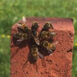 bees on brick
